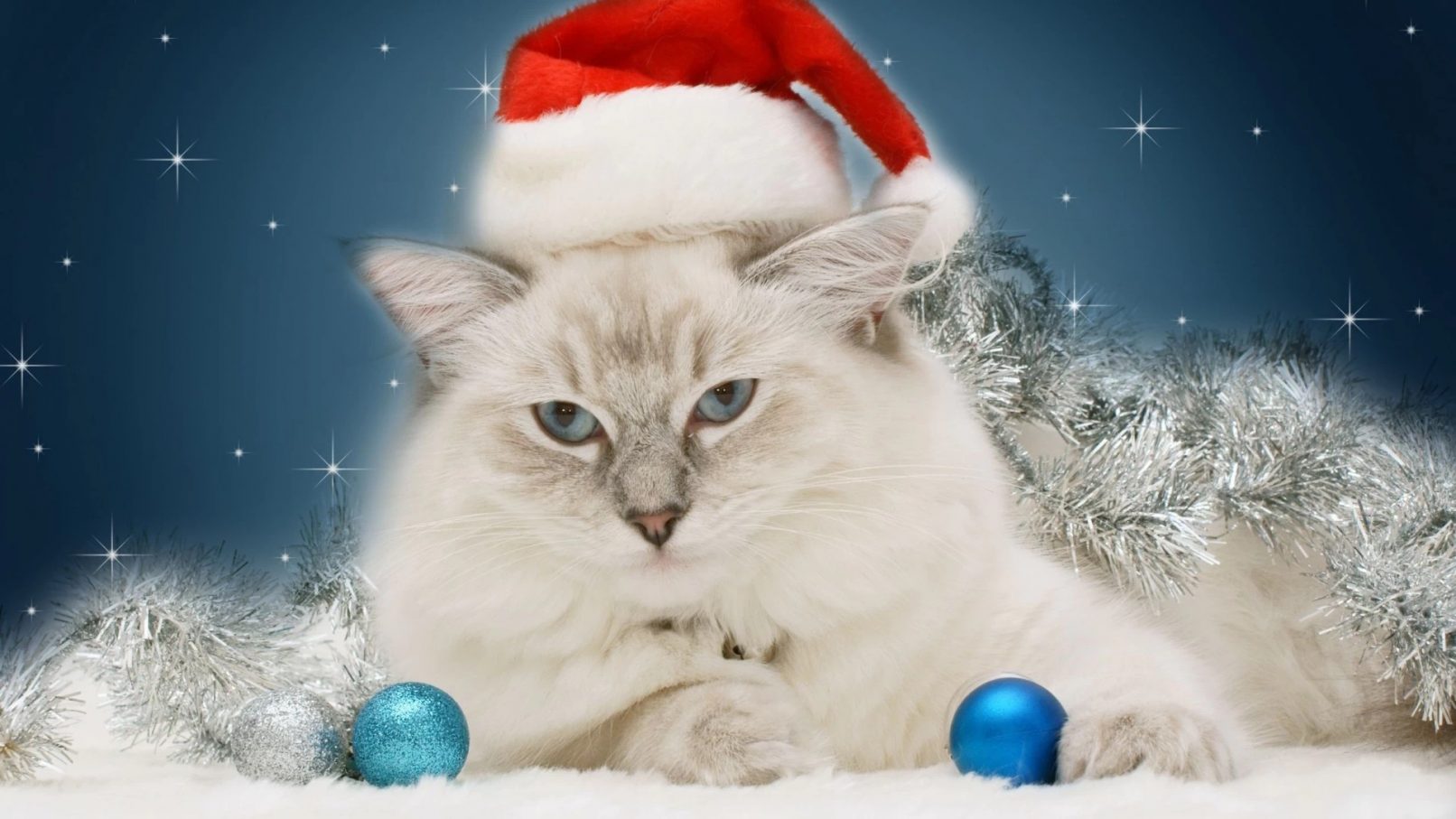 free cool Christmas Kittens and Puppies chrome extension HD wallpaper theme tab for chrome browser!
